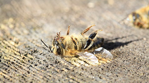 bee-dead-pesticide-varoa-thumbnail