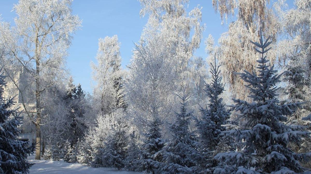 Деревья в снегу