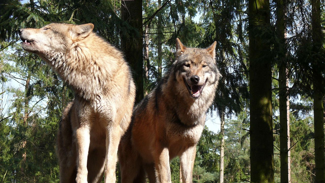 Евразийские волки