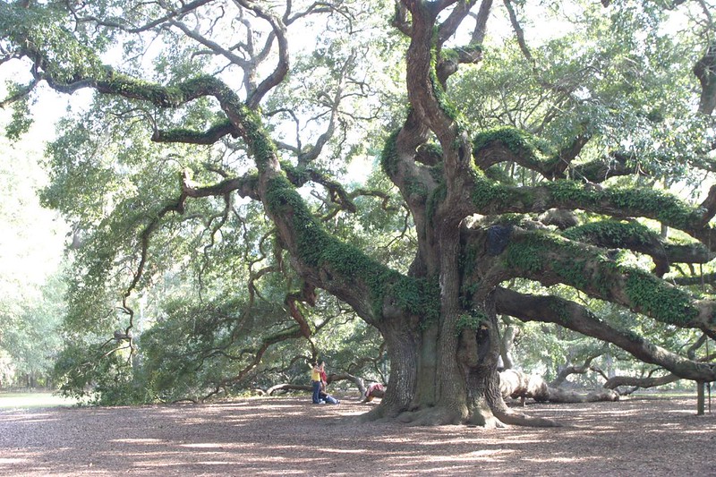 Самый старый в мире дуб возрастом 1400 лет. Южная Каролина, США