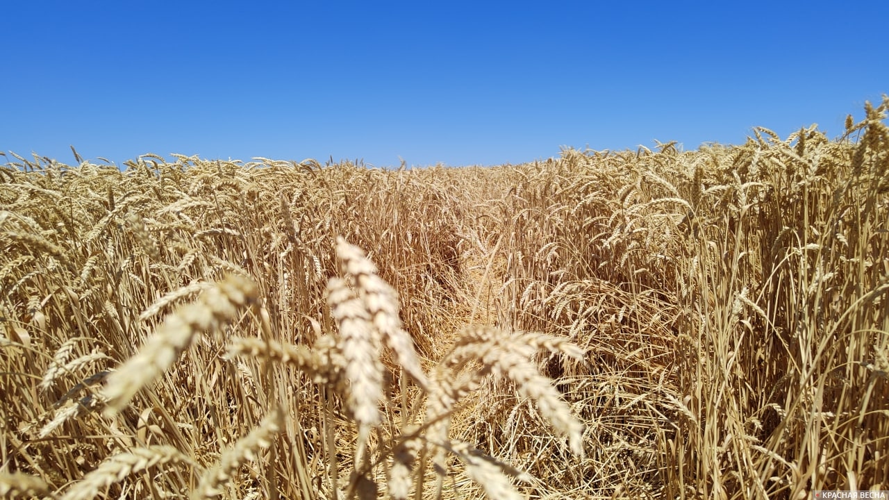 Пшеница поле зерно