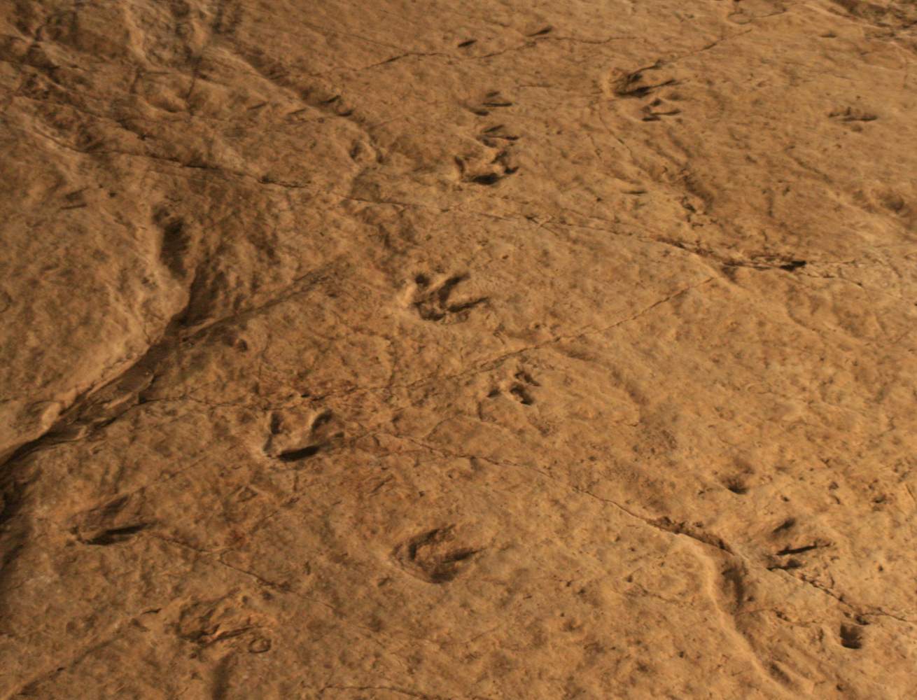 Следы динозавров