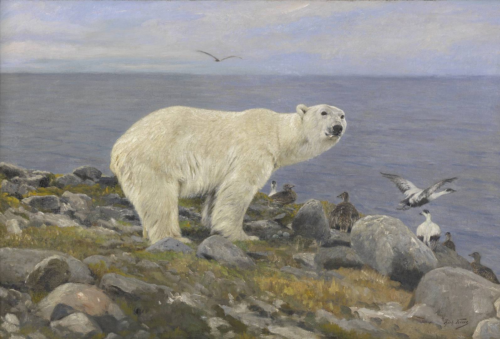 Ричард Фриз. Белый медведь и гааги на побережье. Между 1869 и 1918 гг.