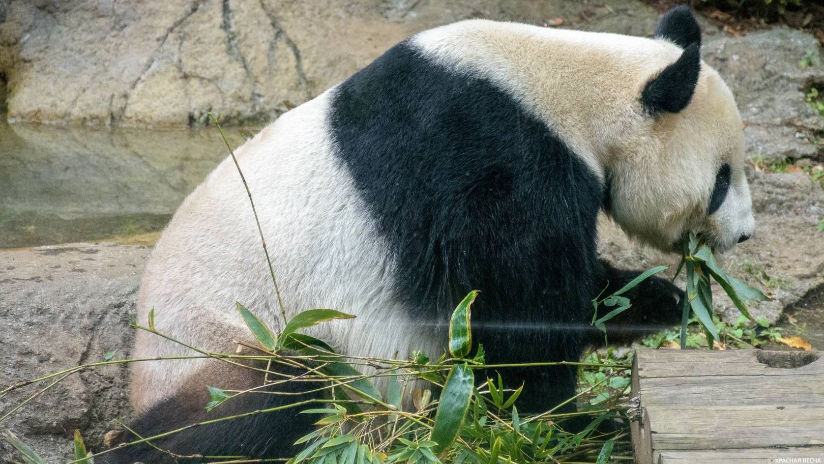 Панда, Зоопарк Уэно, Токио, Япония 30.10.2016