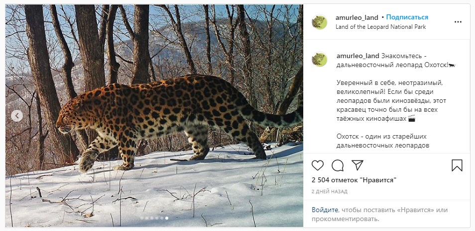 Скриншот страницы Instagram.com / amurleo_land
