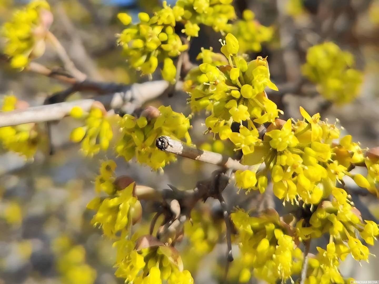 Цветущий кизил 