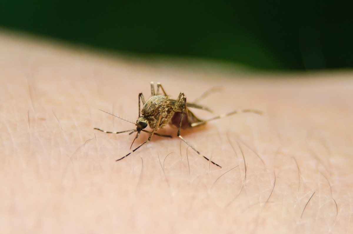Комар-переносчик лихорадки