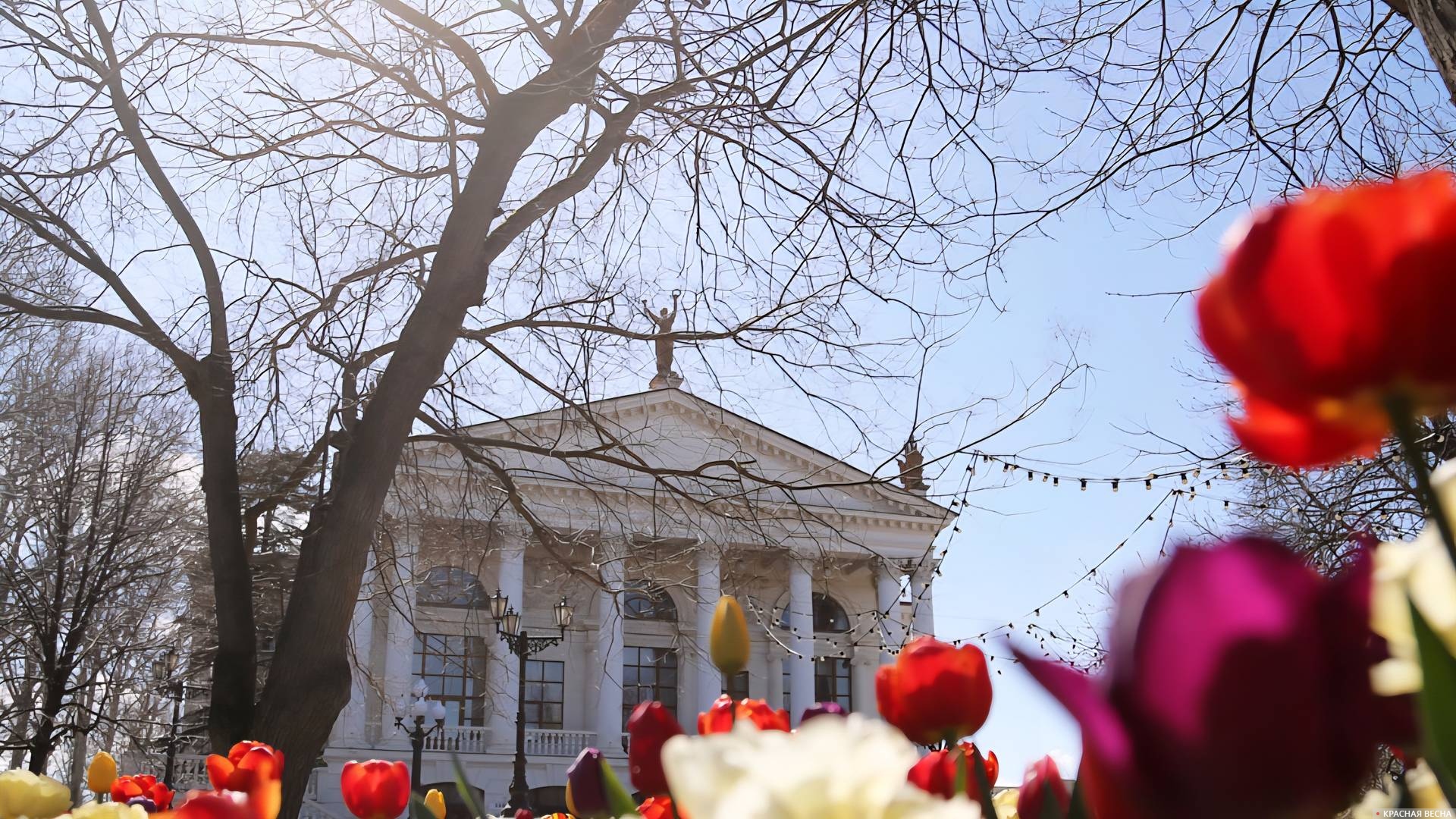 Тюльпаны в Севастополе 
