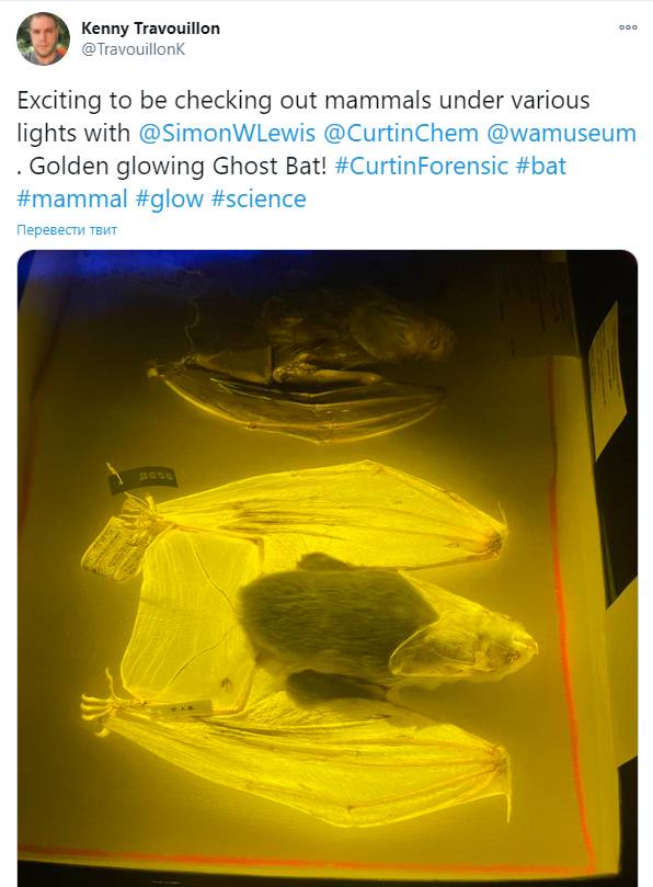 Скриншот страницы Кенни Травуйона в соцсети Twitter с фото австралийского ложного вампира под не указанным типом освещения