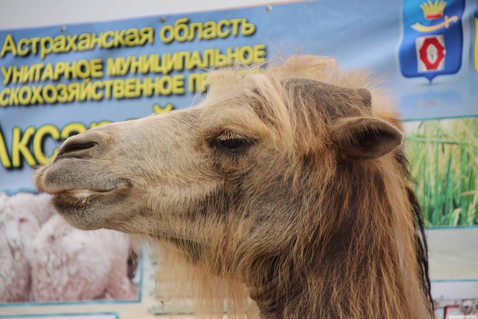 Сабантуй в Астрахани