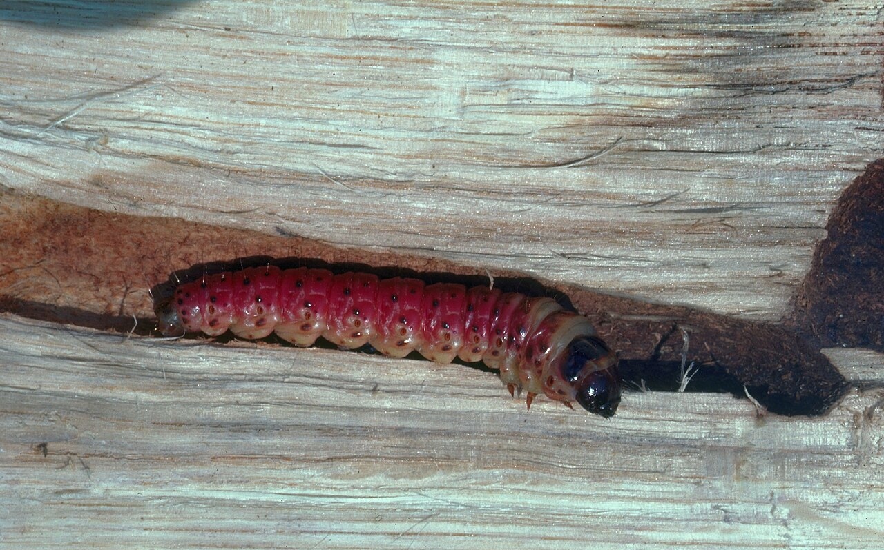 Гусеница бабочки-древоточца (Prionoxystus robiniae)