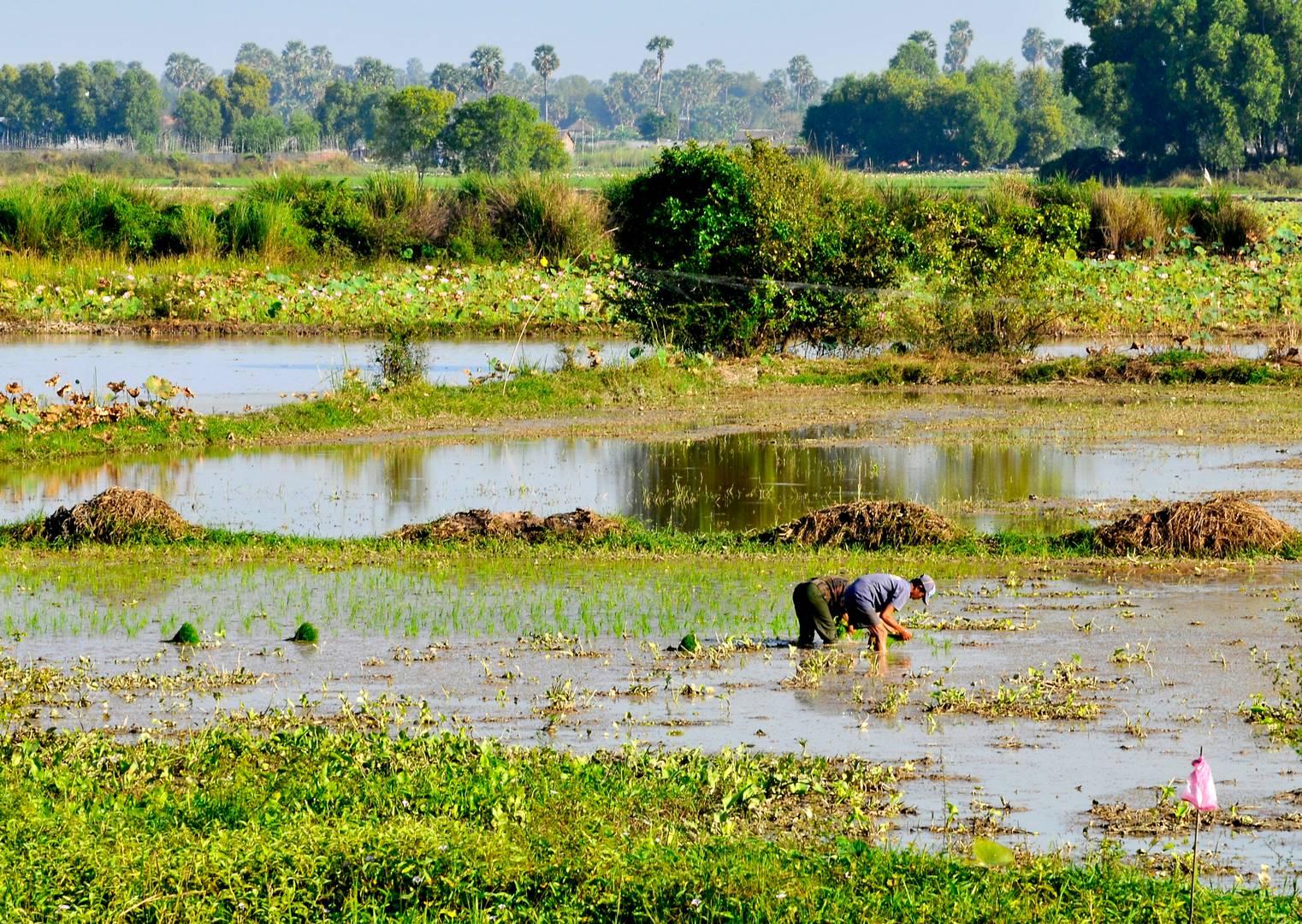 Рисовое поле в Камбодже