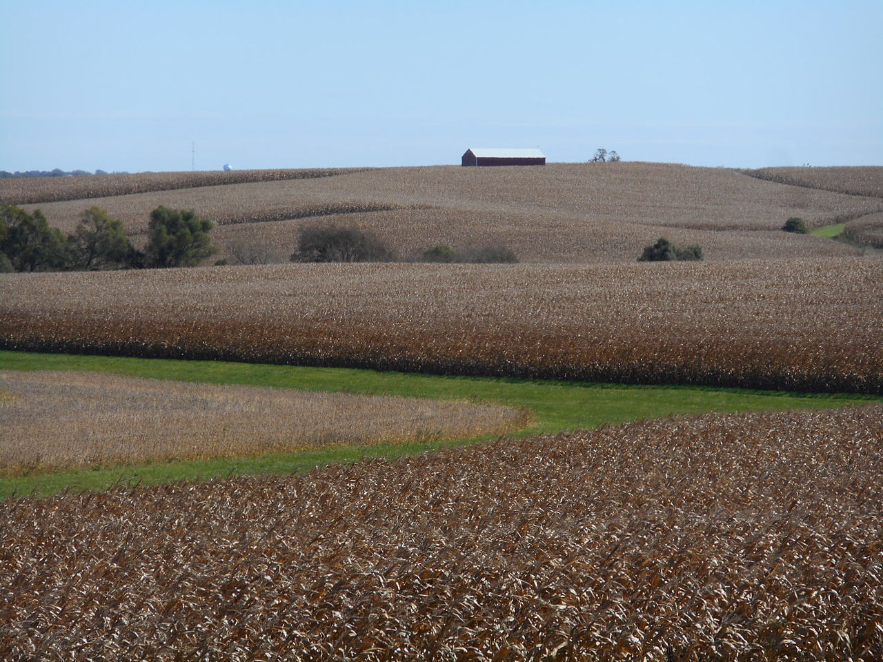 Кукуруза в Айове