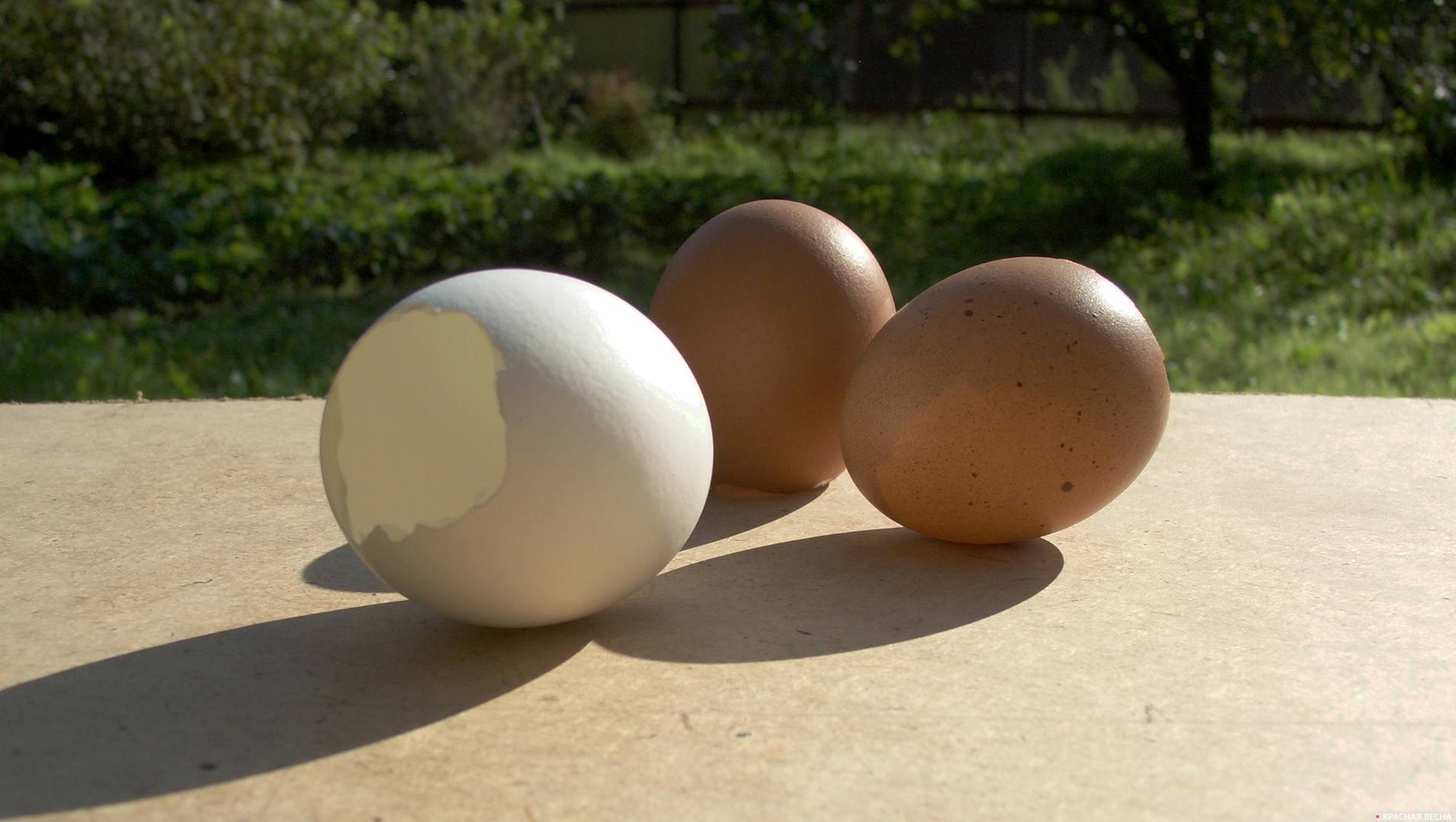 Выеденные яйца