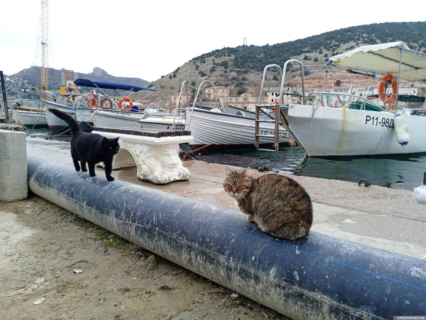 Балаклавские коты на набережной