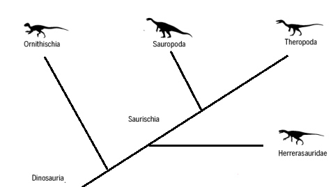 Классическое древо эволюции динозавров