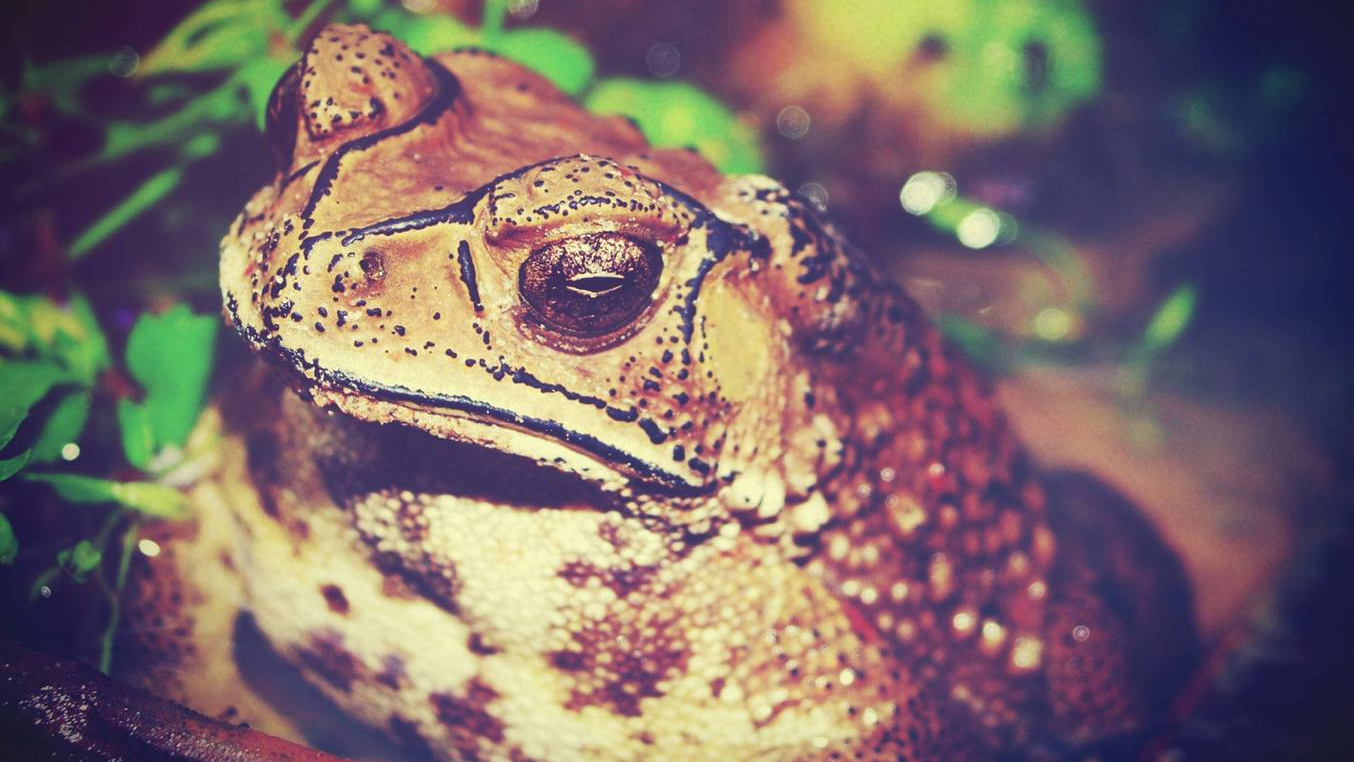 Тростниковая жаба