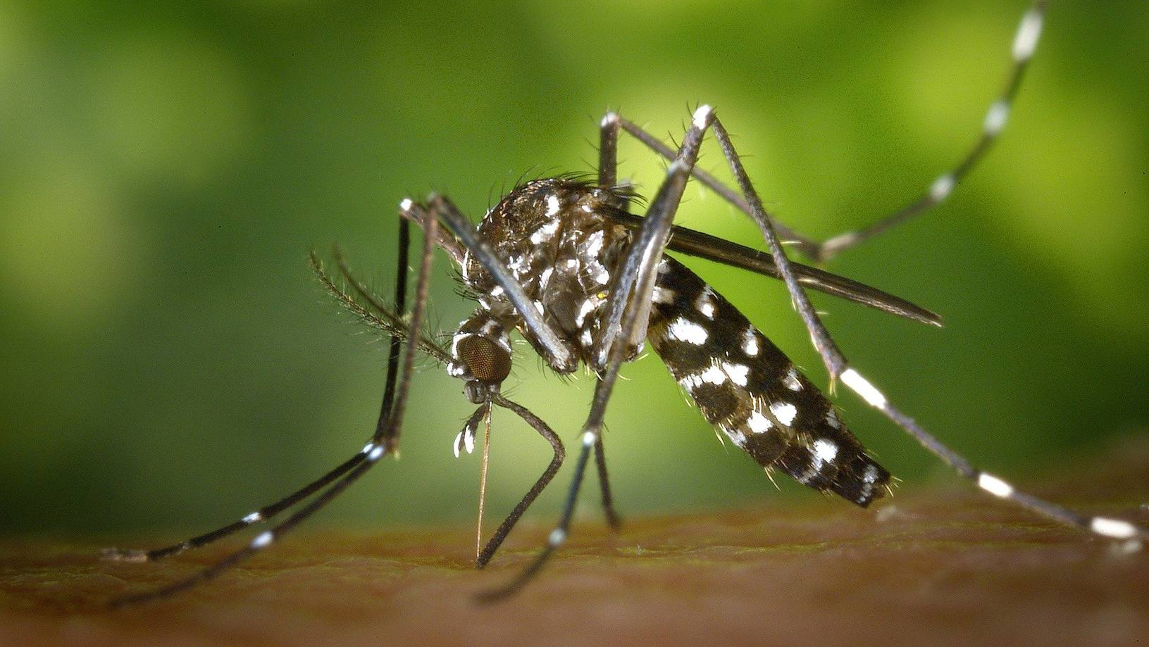 Лихорадка денге
