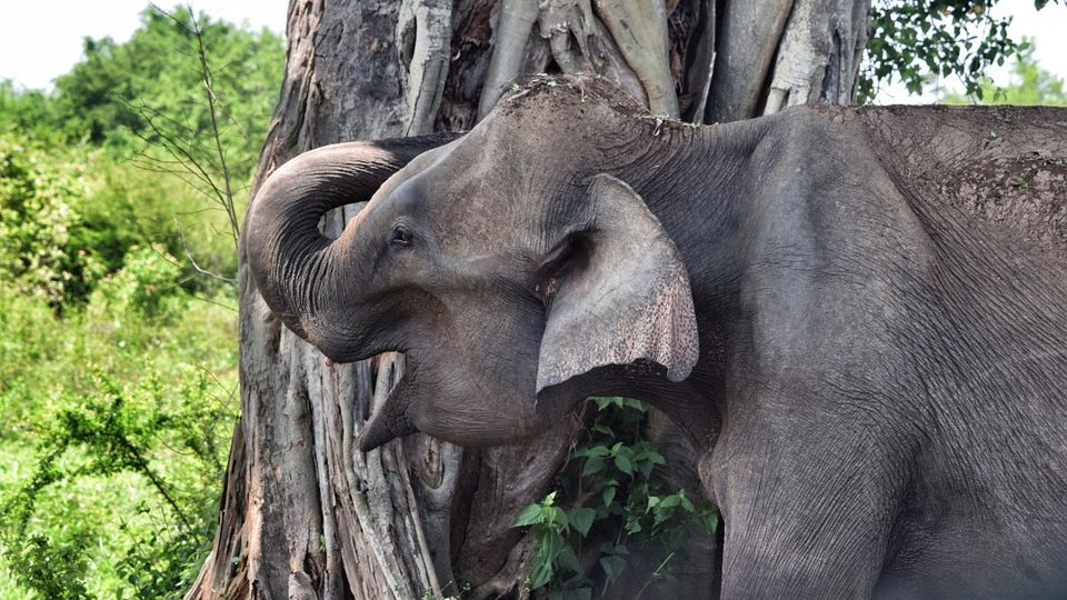 Слоненок. Шри-Ланка