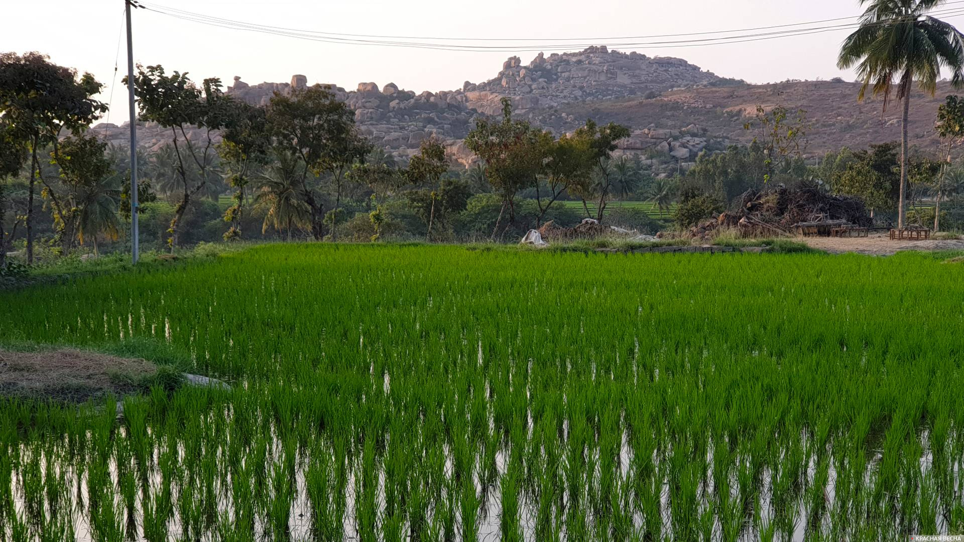 Рисовое поле. Индия