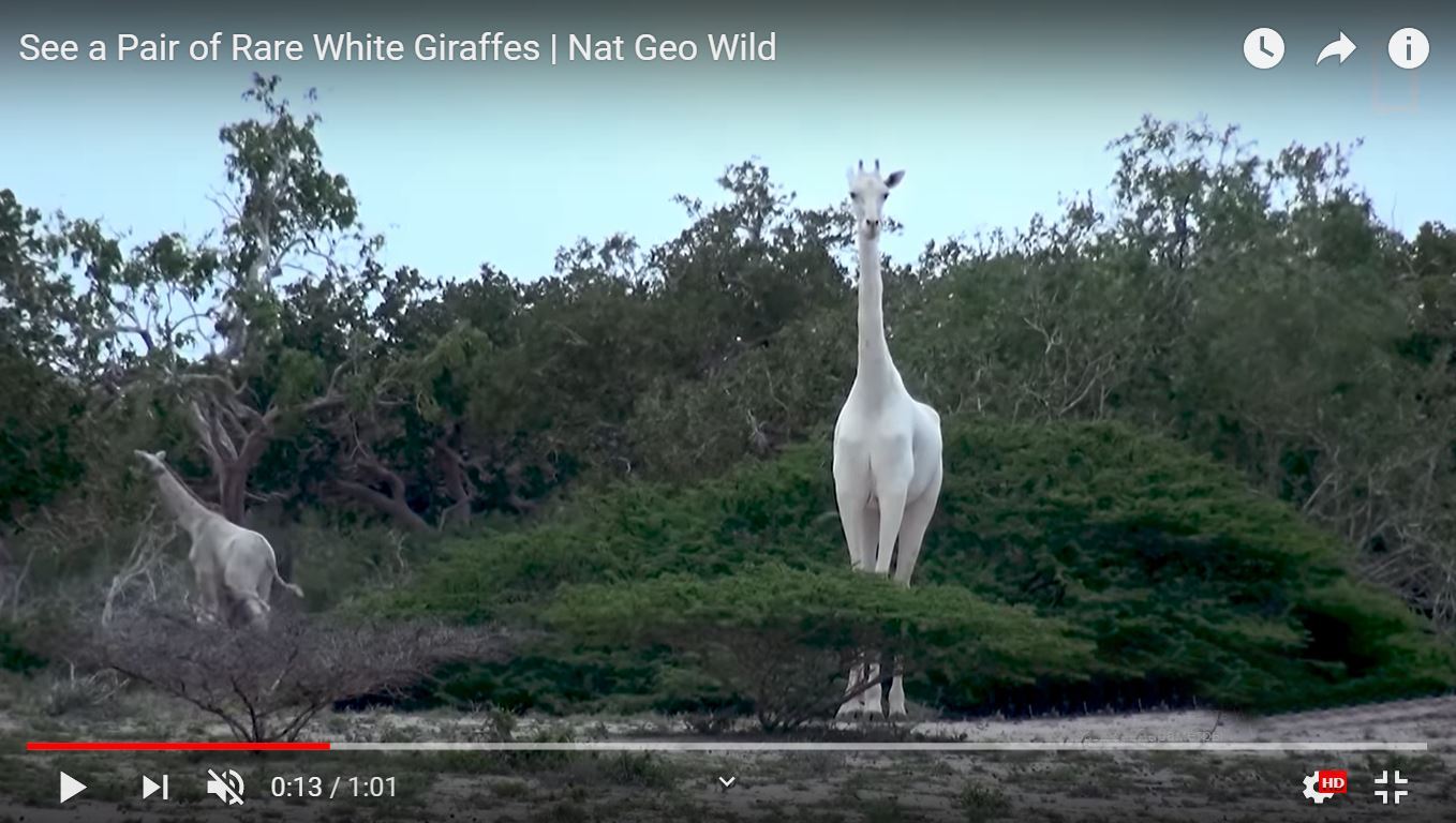 Белые жирафы