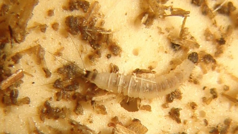 Личинка москита