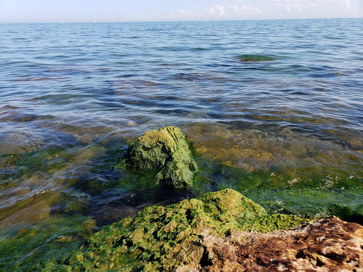 Водорослям поручат очищать воду | Euronews