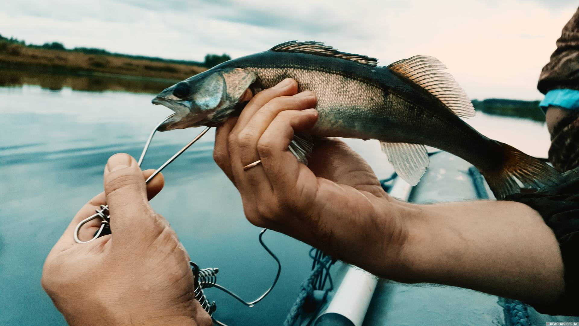 Хищные рыбы в озере - полезная информация для рыбаков