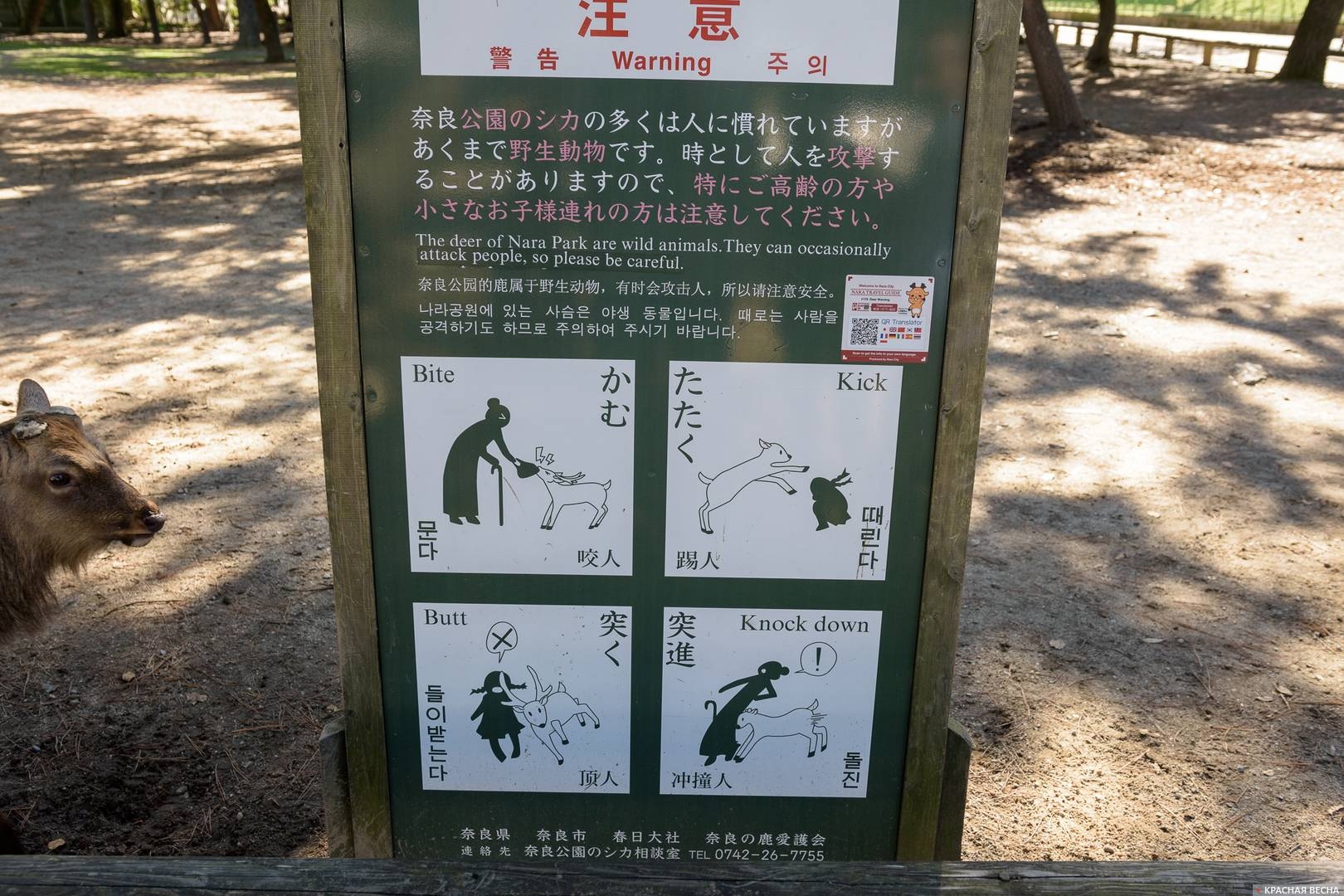 «Берегитесь оленей», Нара, Япония