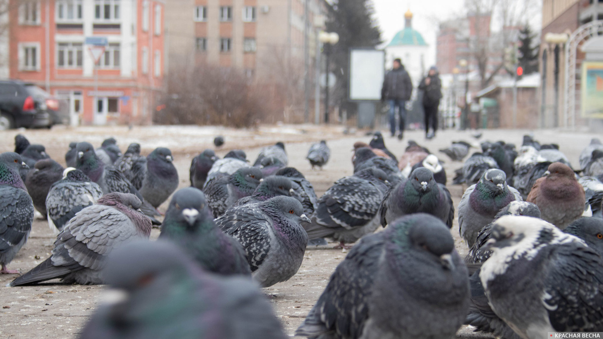 В Японии за кормление голубей будут наказывать | ИА Красная Весна