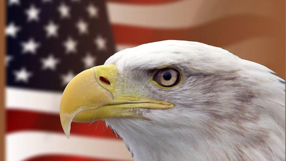 Флаг США и белоголовый орлан