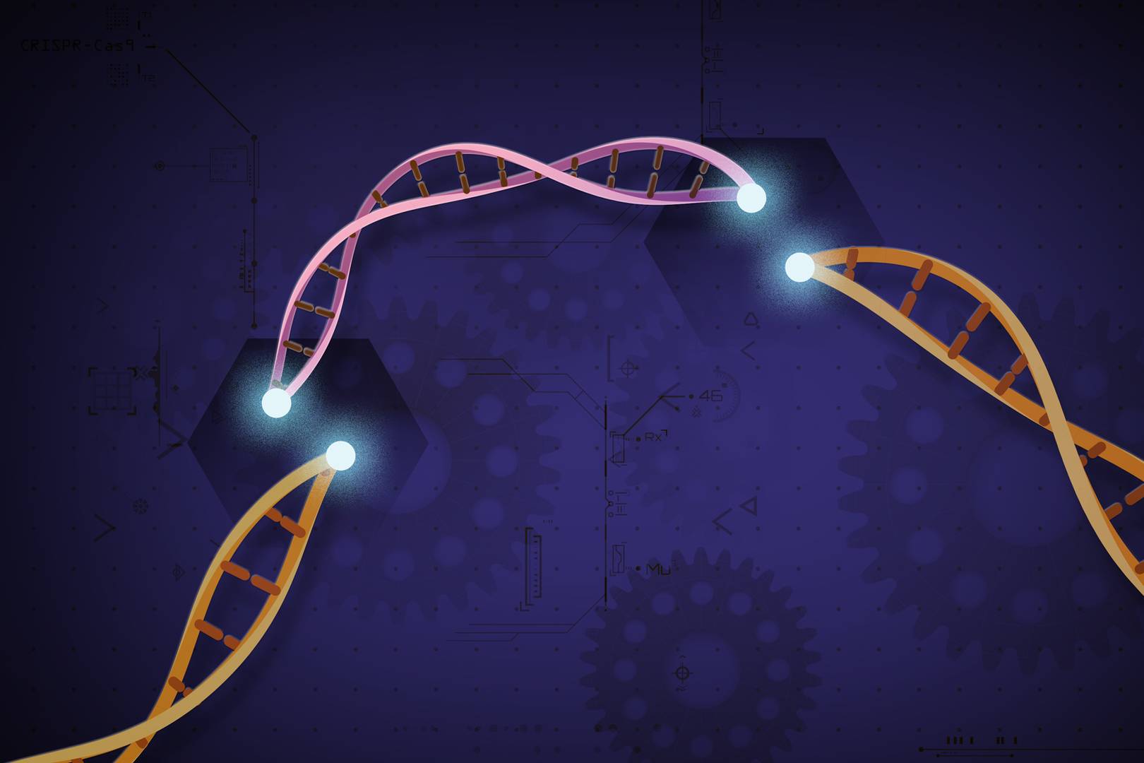 Генная инженерия по технологии CRISPR-Cas9