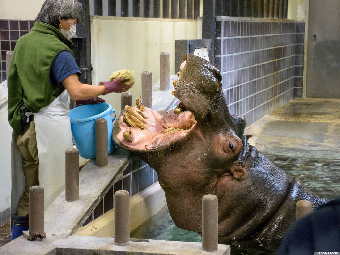 Кормление бегемота, Зоопарк Уэно
