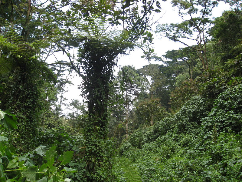 Африканские джунгли