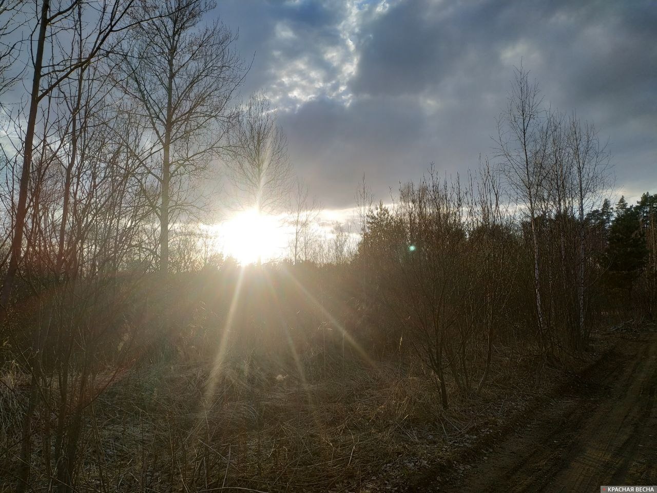 Солнце весной. Костромская область.