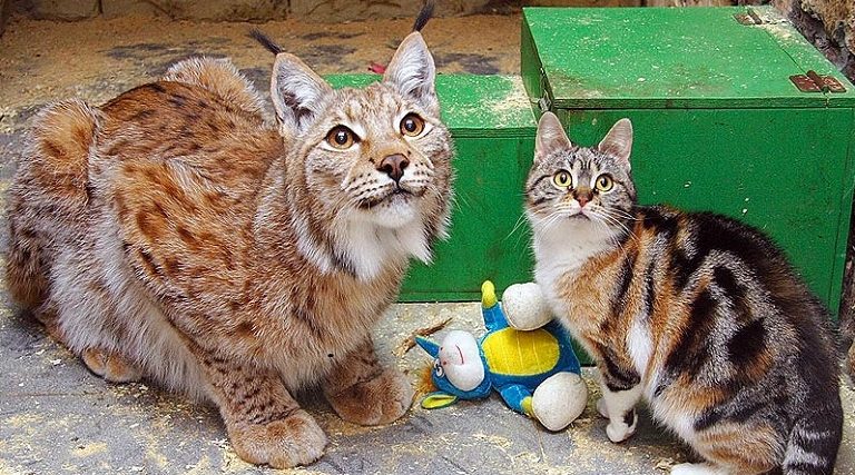Рысь Линда и кошка Дуся.