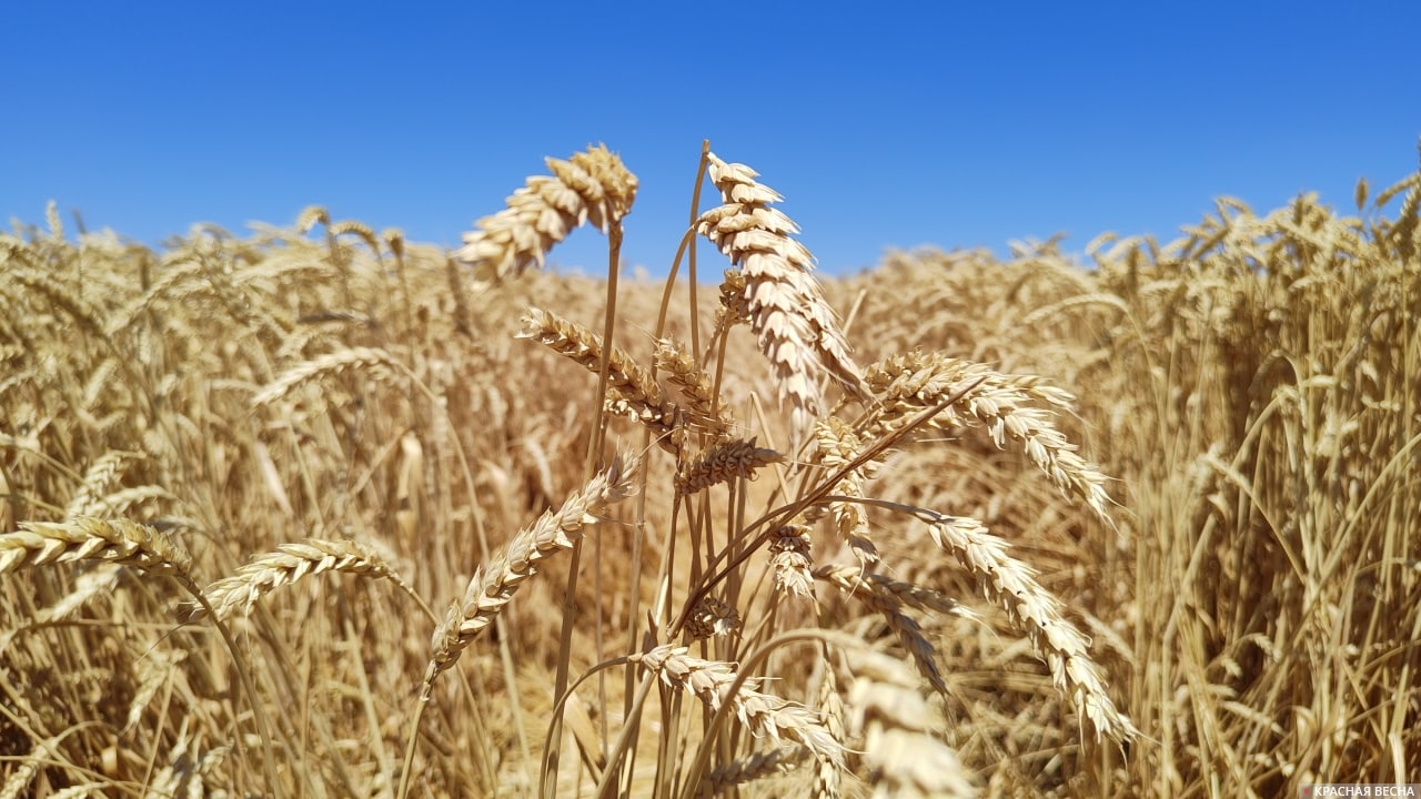 Пшеница, поле, зерно