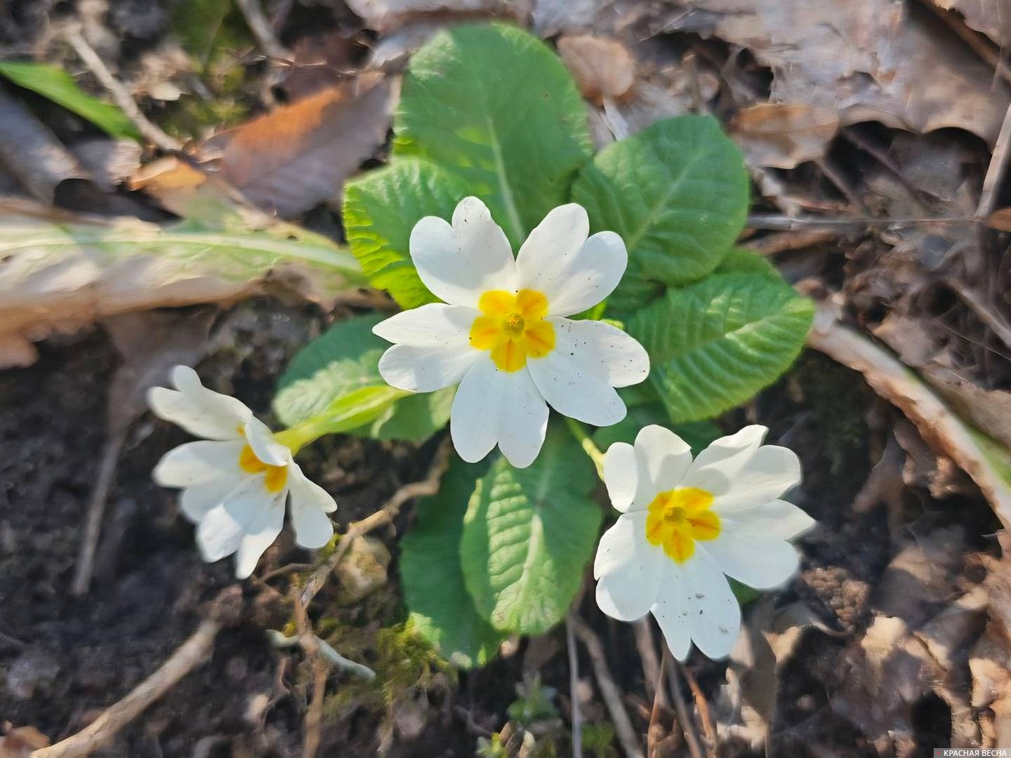 Первоцвет обыкновенный 