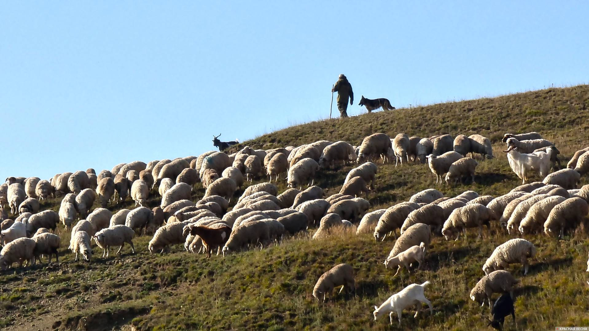 Фото отара овец