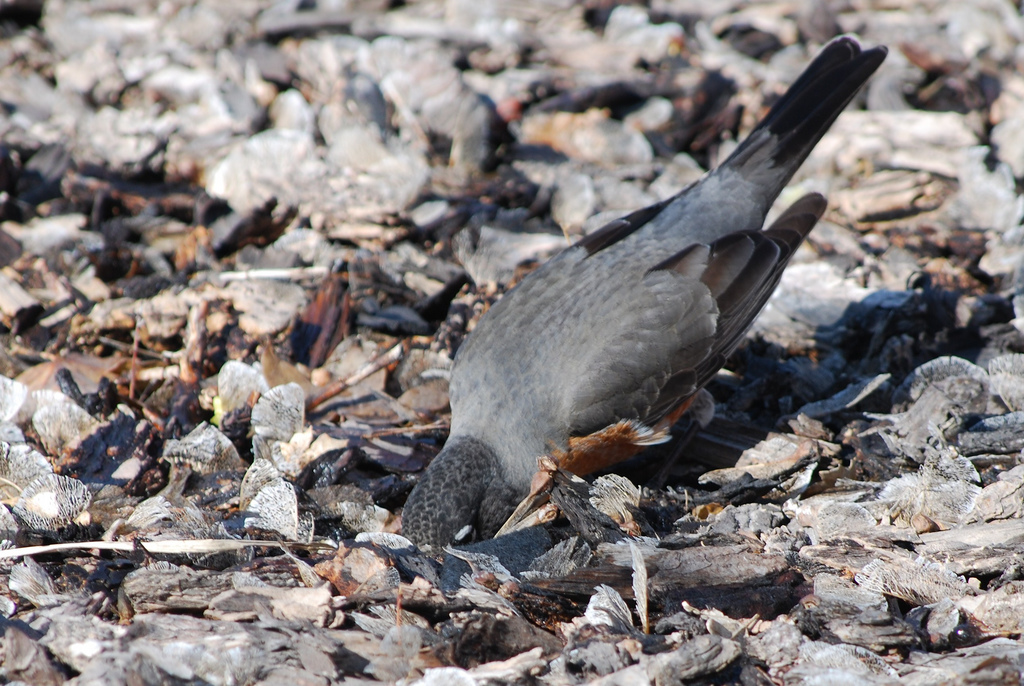 Позиция невмешательства [(cc) Edgar Zuniga Jr.]
