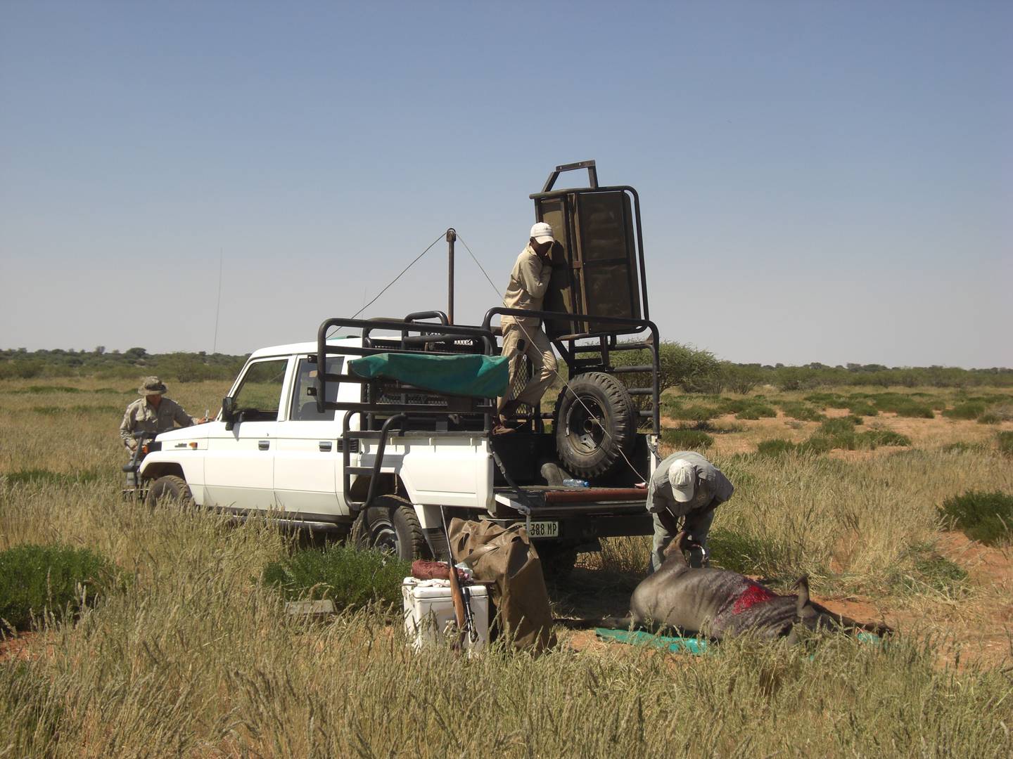 Охотничье сафари в Намибии; погрузка трофея