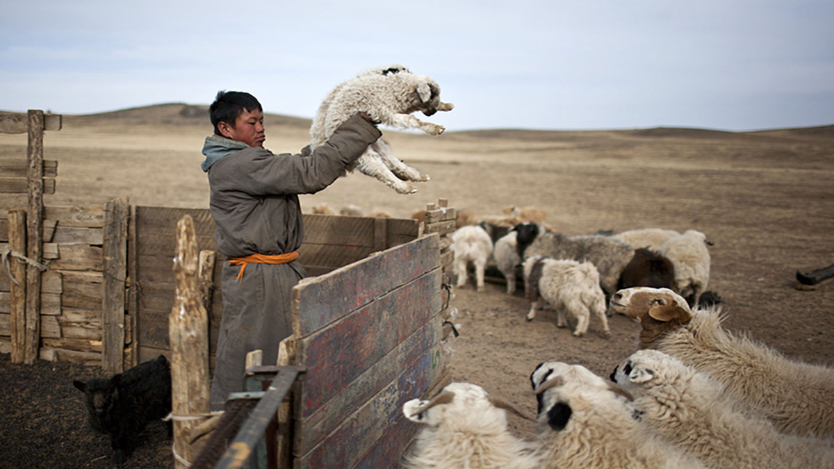 Пастух. Монголия