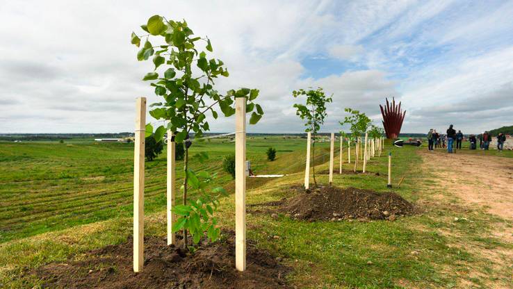 В Ленинградском «Саду памяти» в 2022 году высадили более 700 деревьев