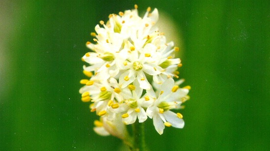 Растение Triantha occidentalis
