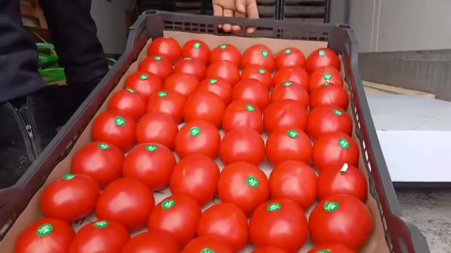 Помидоры из Ферганской области Узбекистана