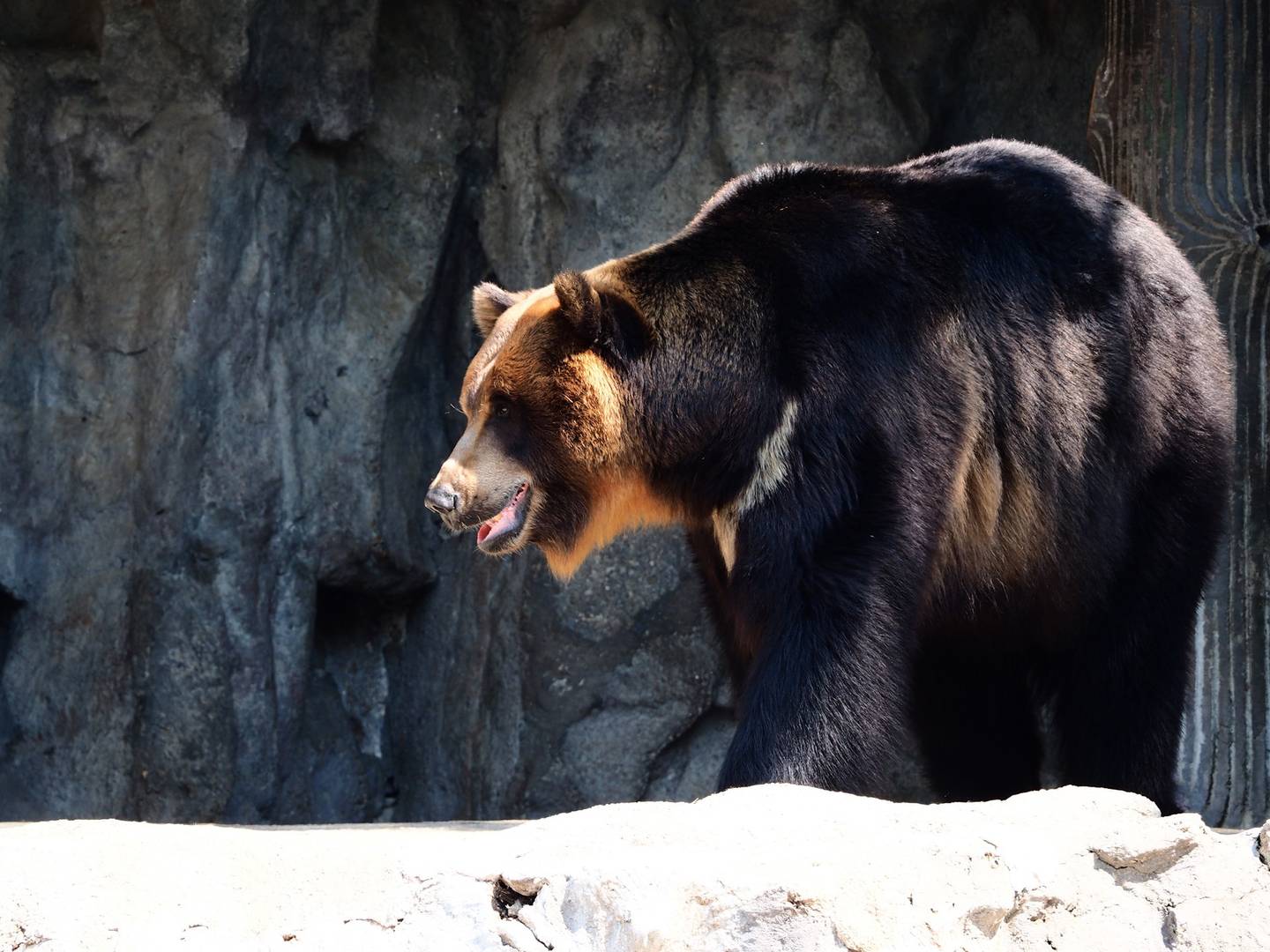 В Южной Корее выпустили предупреждение о просыпающихся «лунных» медведях |  ИА Красная Весна