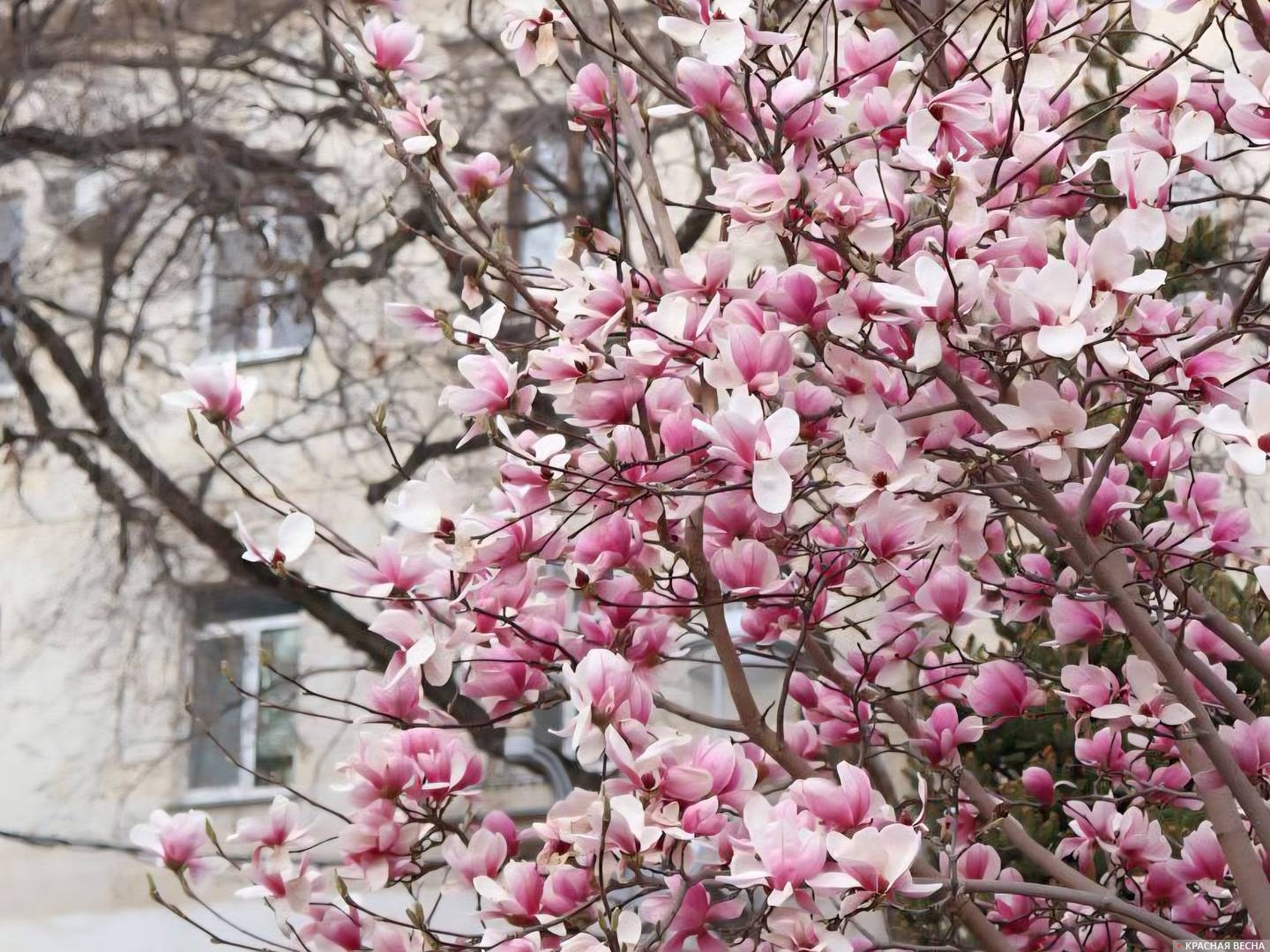 Цветущая магнолия Суланжа 