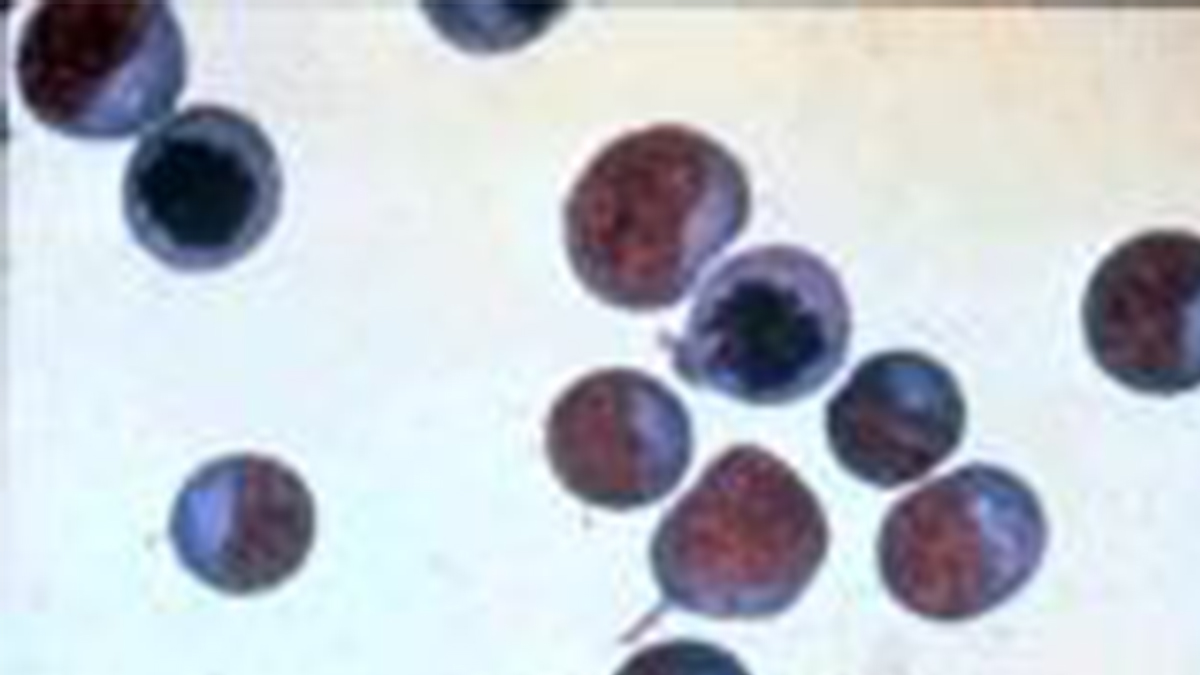 Изображение здоровых Т-клеток