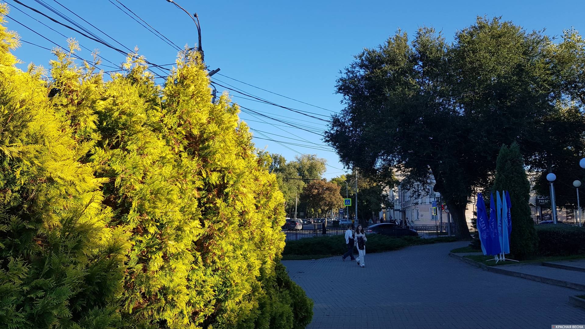 Кипарисы на улице Петровской в Таганроге