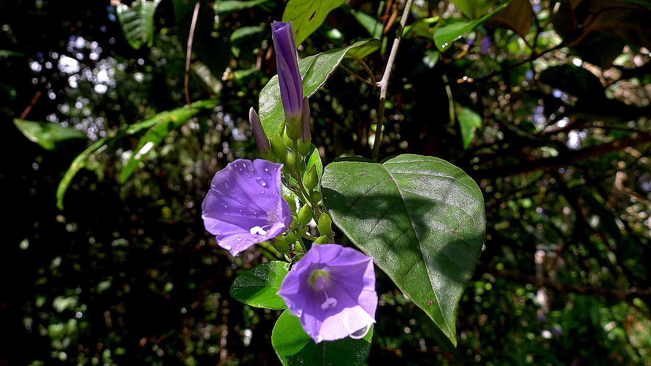 Jacquemontia glaucescens. Боливийские Альпы